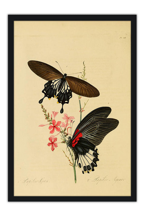 Poster Borboleta - Animais