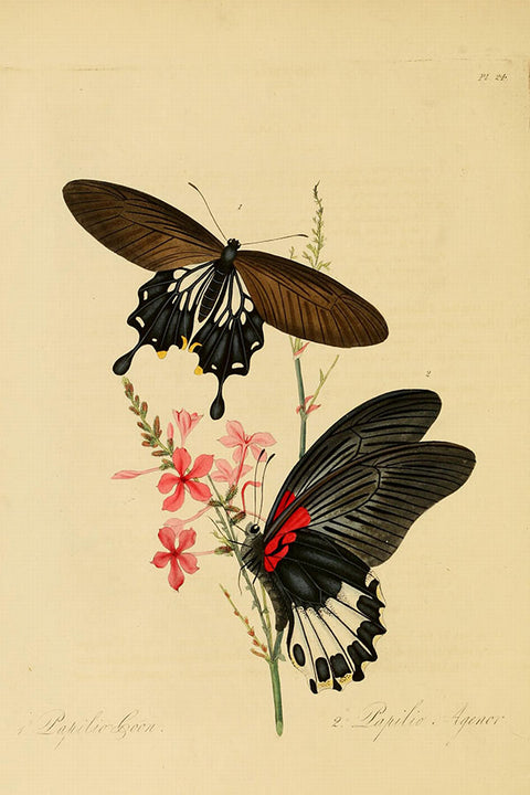 Poster Borboleta - Animais