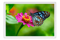 Poster Borboleta - Animais