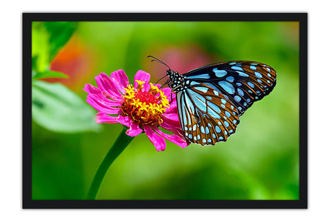 Poster Borboleta - Animais