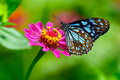 Poster Borboleta - Animais