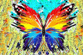 Poster Borboleta - Animais