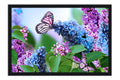 Poster Borboleta - Animais