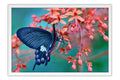 Poster Borboleta - Animais