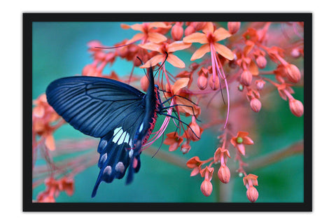 Poster Borboleta - Animais