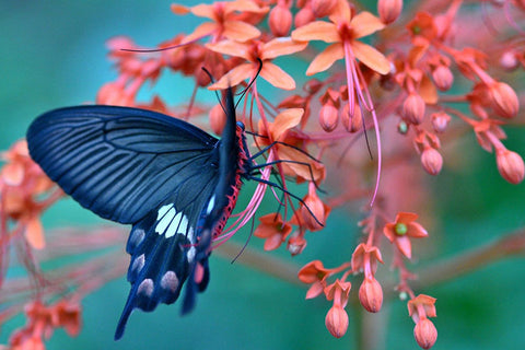 Poster Borboleta - Animais