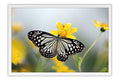 Poster Borboleta - Animais