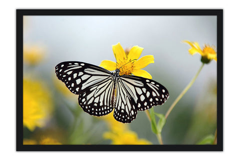 Poster Borboleta - Animais
