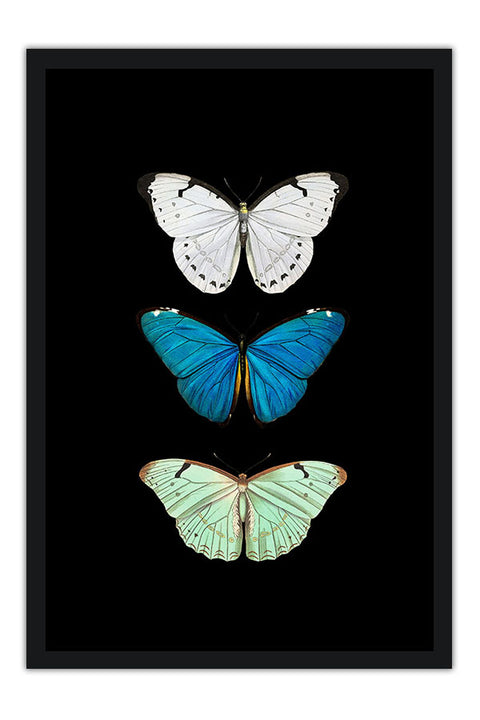Poster Borboleta - Animais