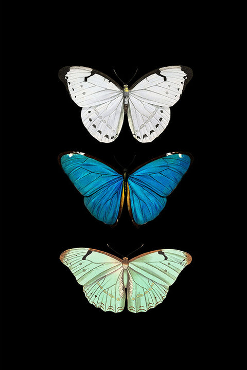 Poster Borboleta - Animais