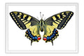 Poster Borboleta - Animais