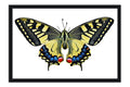 Poster Borboleta - Animais