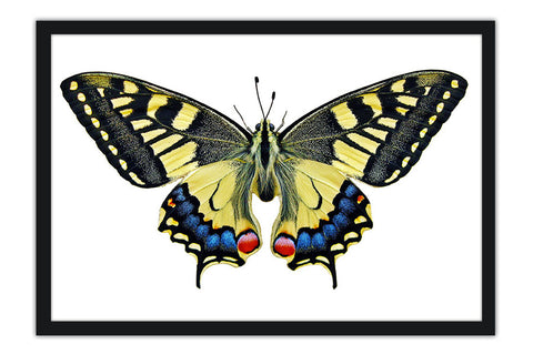 Poster Borboleta - Animais