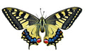 Poster Borboleta - Animais