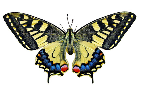 Poster Borboleta - Animais