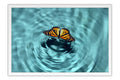 Poster Borboleta - Animais