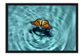 Poster Borboleta - Animais