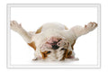 Poster Cachorro - Animais