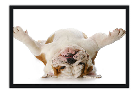 Poster Cachorro - Animais