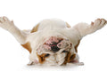 Poster Cachorro - Animais