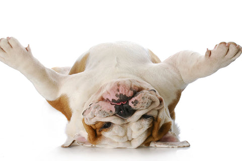 Poster Cachorro - Animais