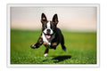 Poster Cachorro - Animais