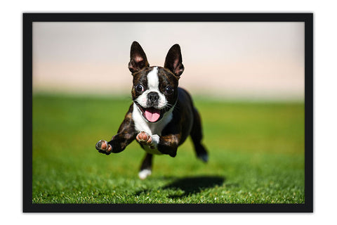 Poster Cachorro - Animais