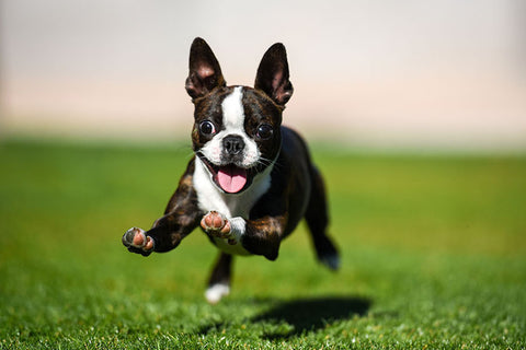 Poster Cachorro - Animais
