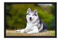Poster Cachorro - Animais