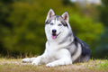 Poster Cachorro - Animais