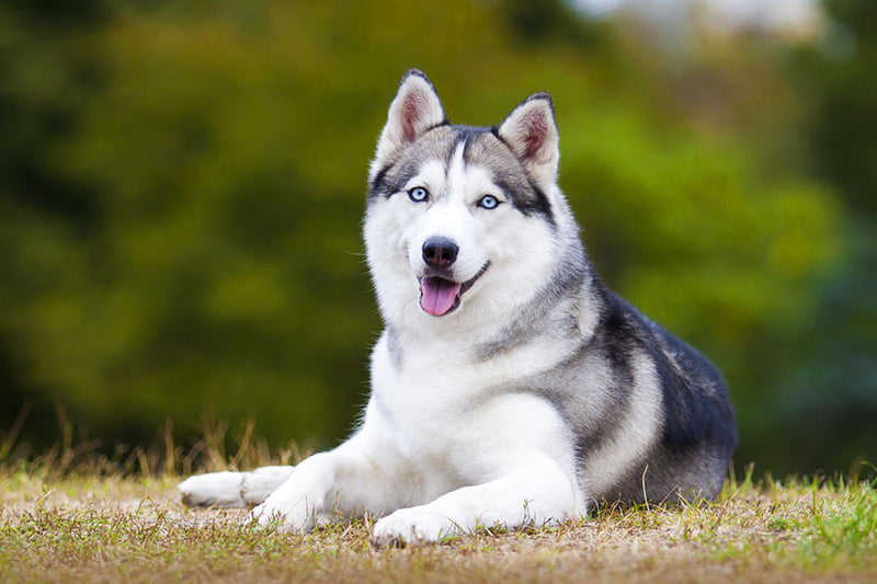 Poster Cachorro - Animais