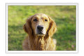 Poster Cachorro - Animais