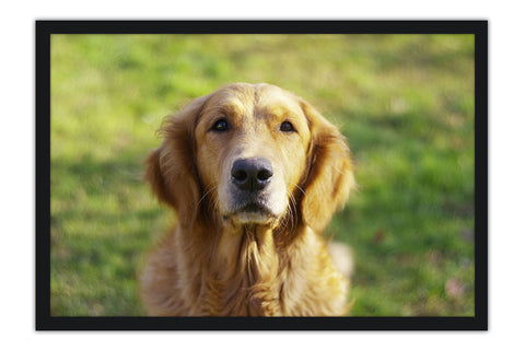 Poster Cachorro - Animais