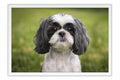 Poster Cachorro - Animais