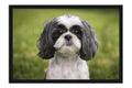 Poster Cachorro - Animais