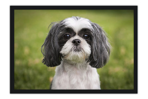 Poster Cachorro - Animais