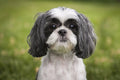 Poster Cachorro - Animais