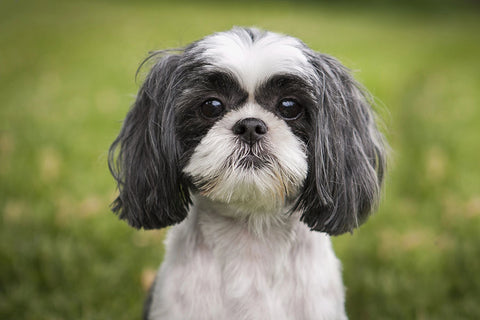 Poster Cachorro - Animais