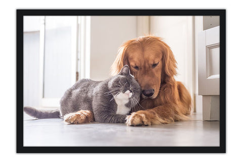 Poster Cachorro - Animais
