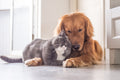 Poster Cachorro - Animais