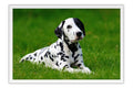 Poster Cachorro - Animais