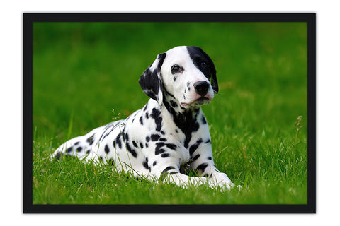 Poster Cachorro - Animais