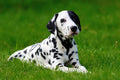 Poster Cachorro - Animais