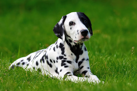 Poster Cachorro - Animais