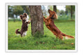 Poster Cachorro - Animais