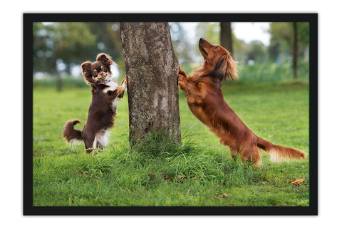 Poster Cachorro - Animais