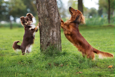 Poster Cachorro - Animais