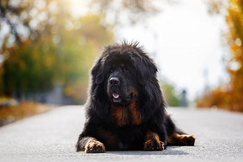 Poster Cachorro - Animais