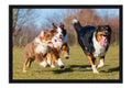 Poster Cachorro - Animais