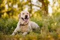 Poster Cachorro - Animais